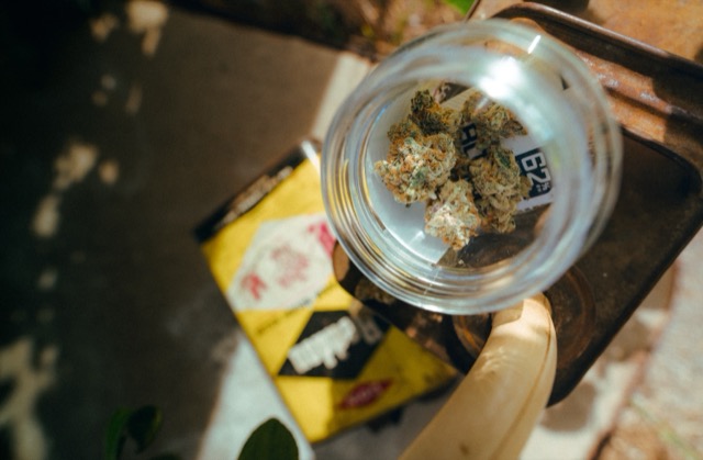 A top-down view of cannabis flower inside an open glass jar.