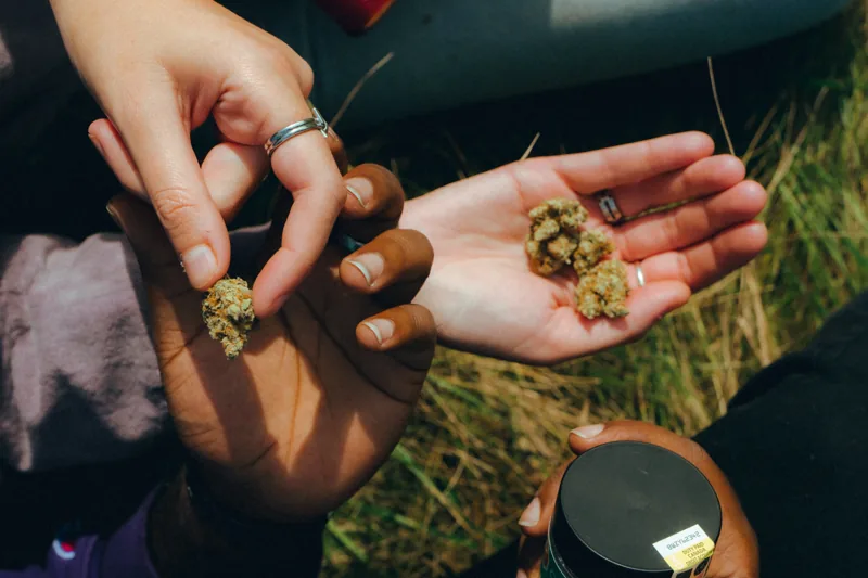 A close-up of two people holding cannabis flower in their hands outdoors.