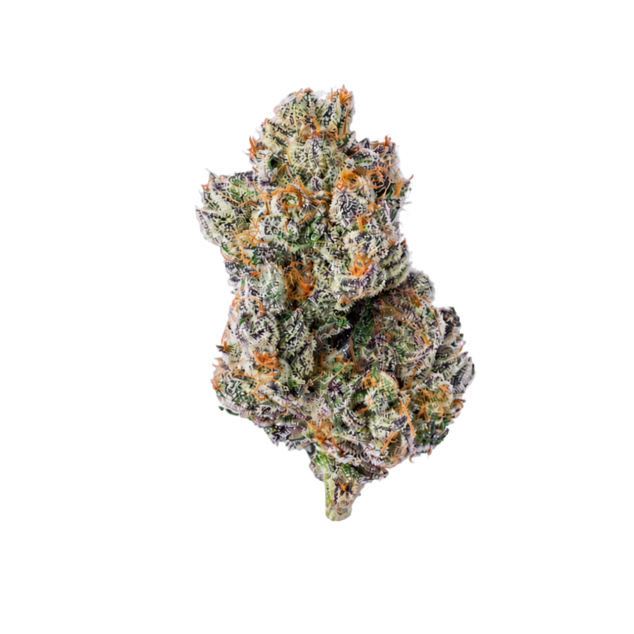 Purple Zushi cannabis flower bud on a warm cream background
