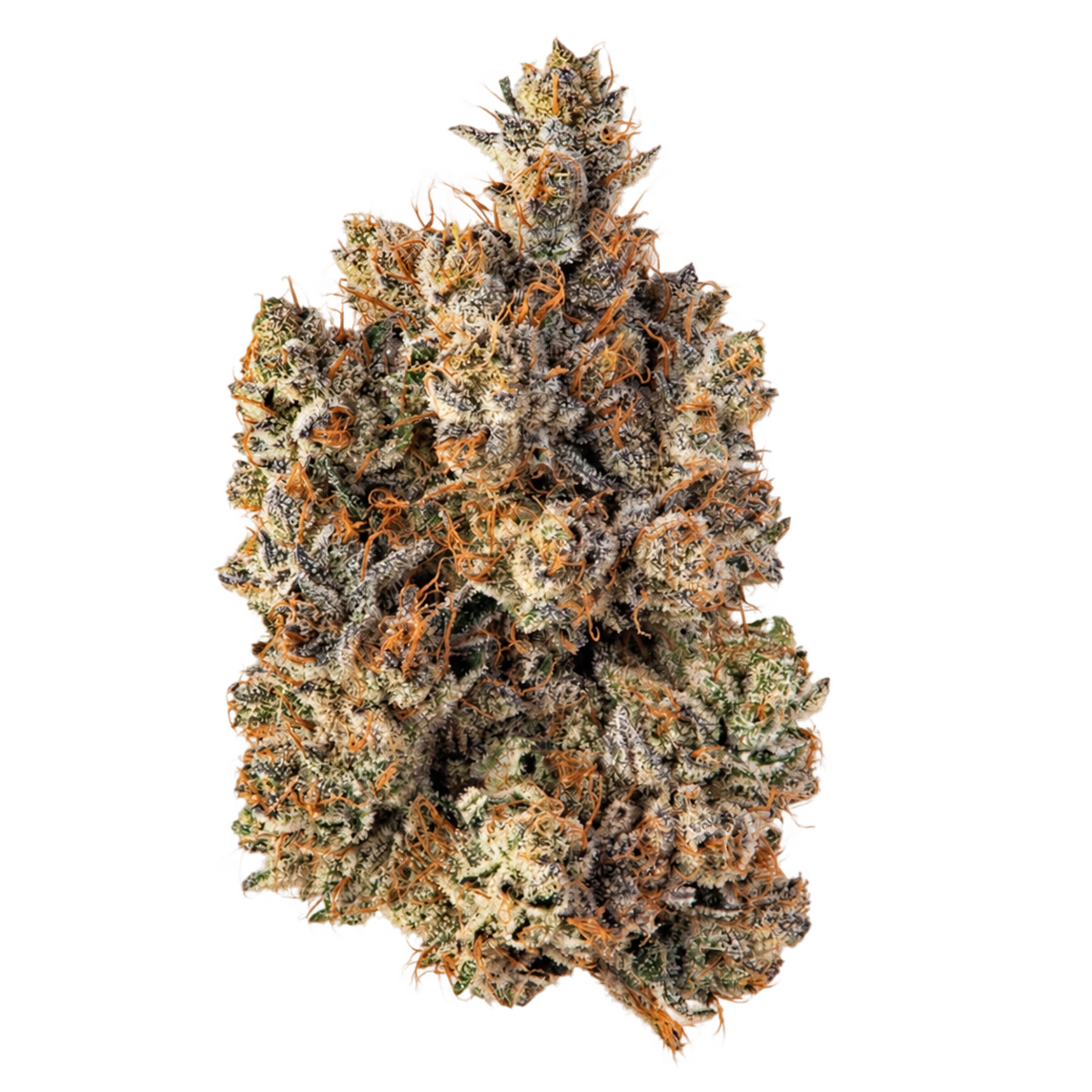 Coterie Gas Station flower with frosted trichomes and orange pistils