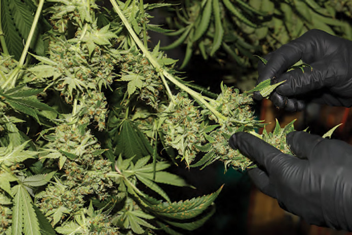Coterie Brands Cannabis Flower Plant