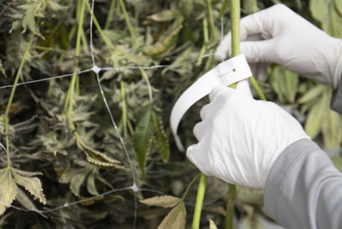 Coterie Brands Cannabis Flower Scissors
