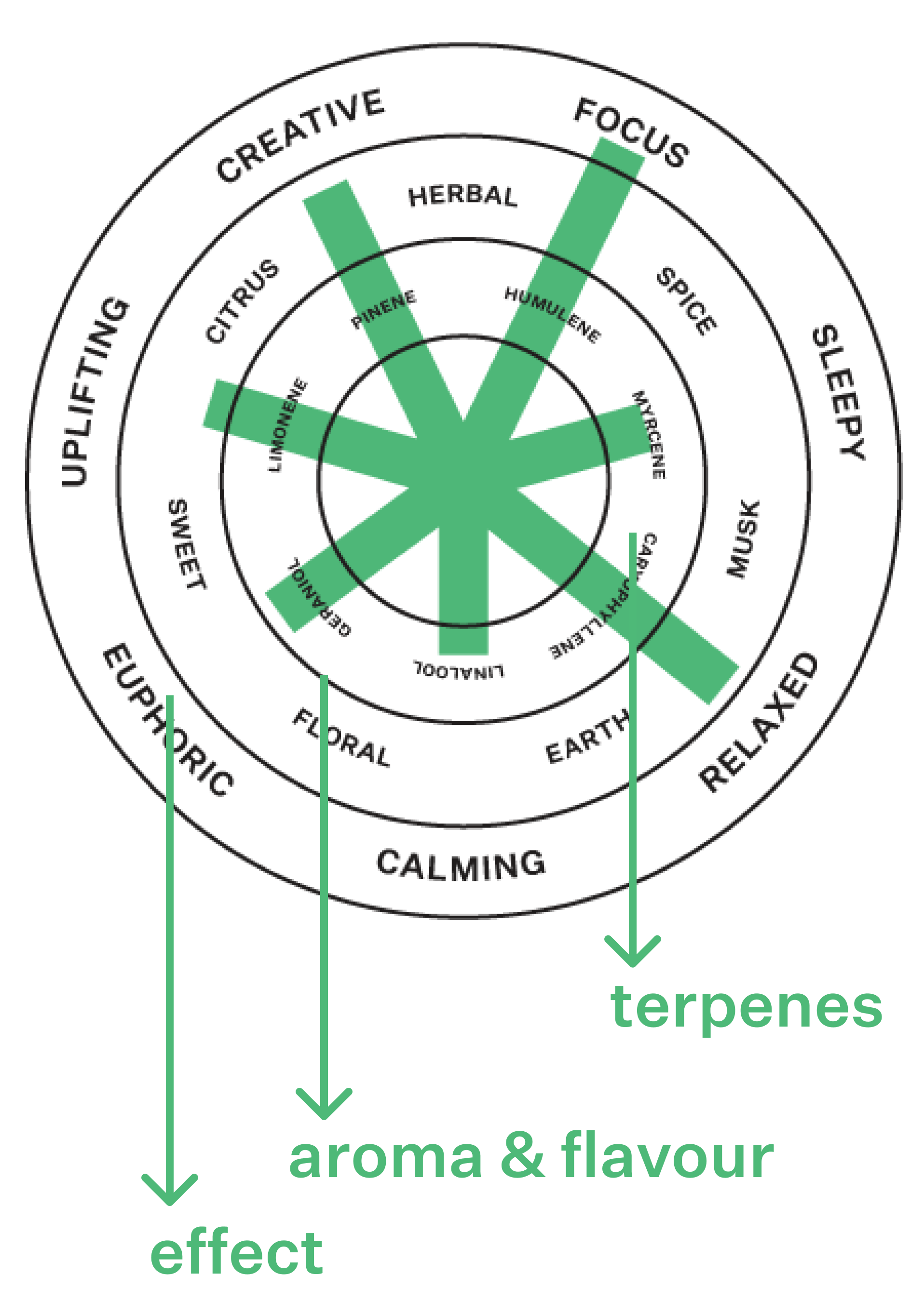 Coterie Brand Terpene Wheel