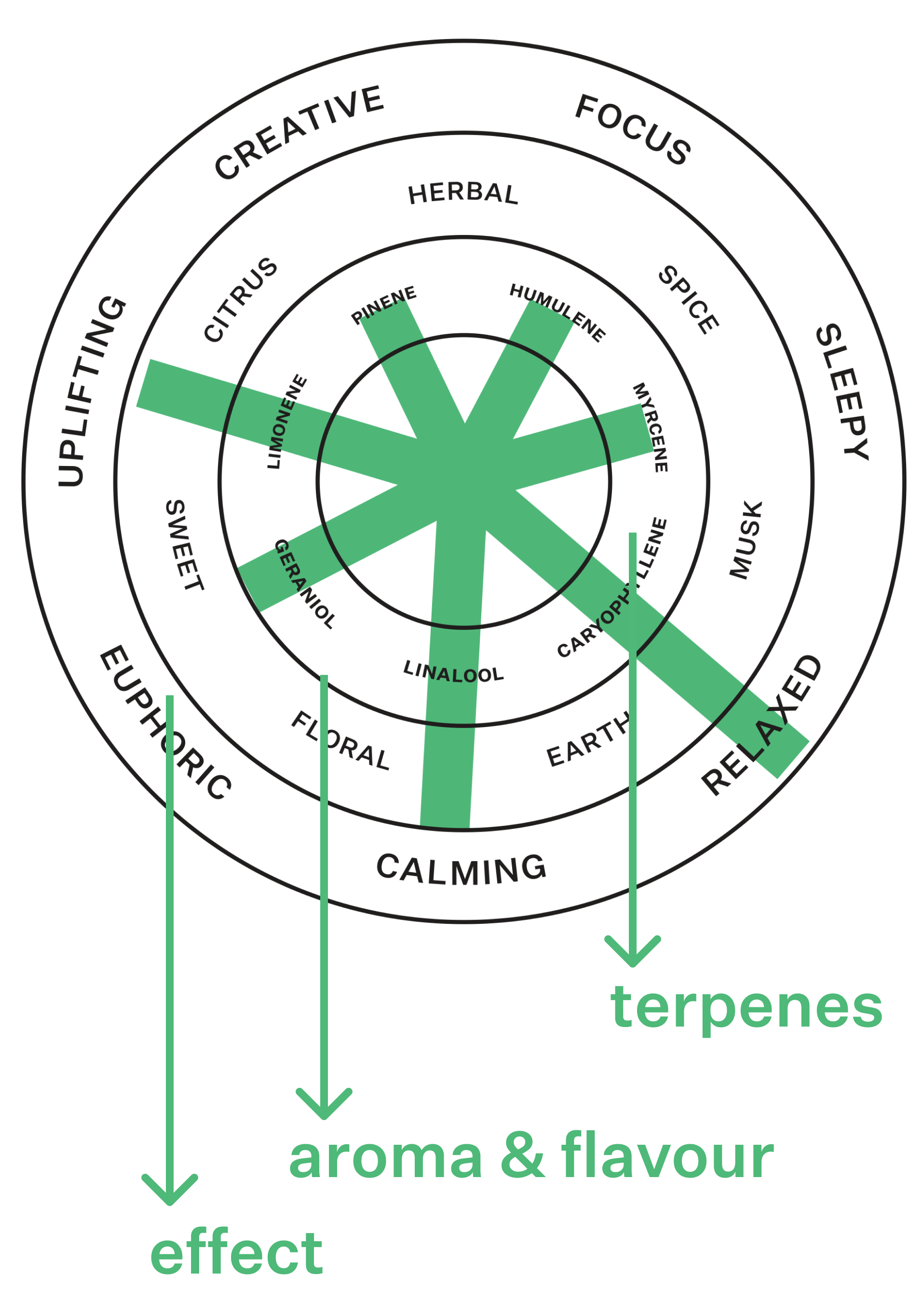 Coterie Brand Terpene Wheel