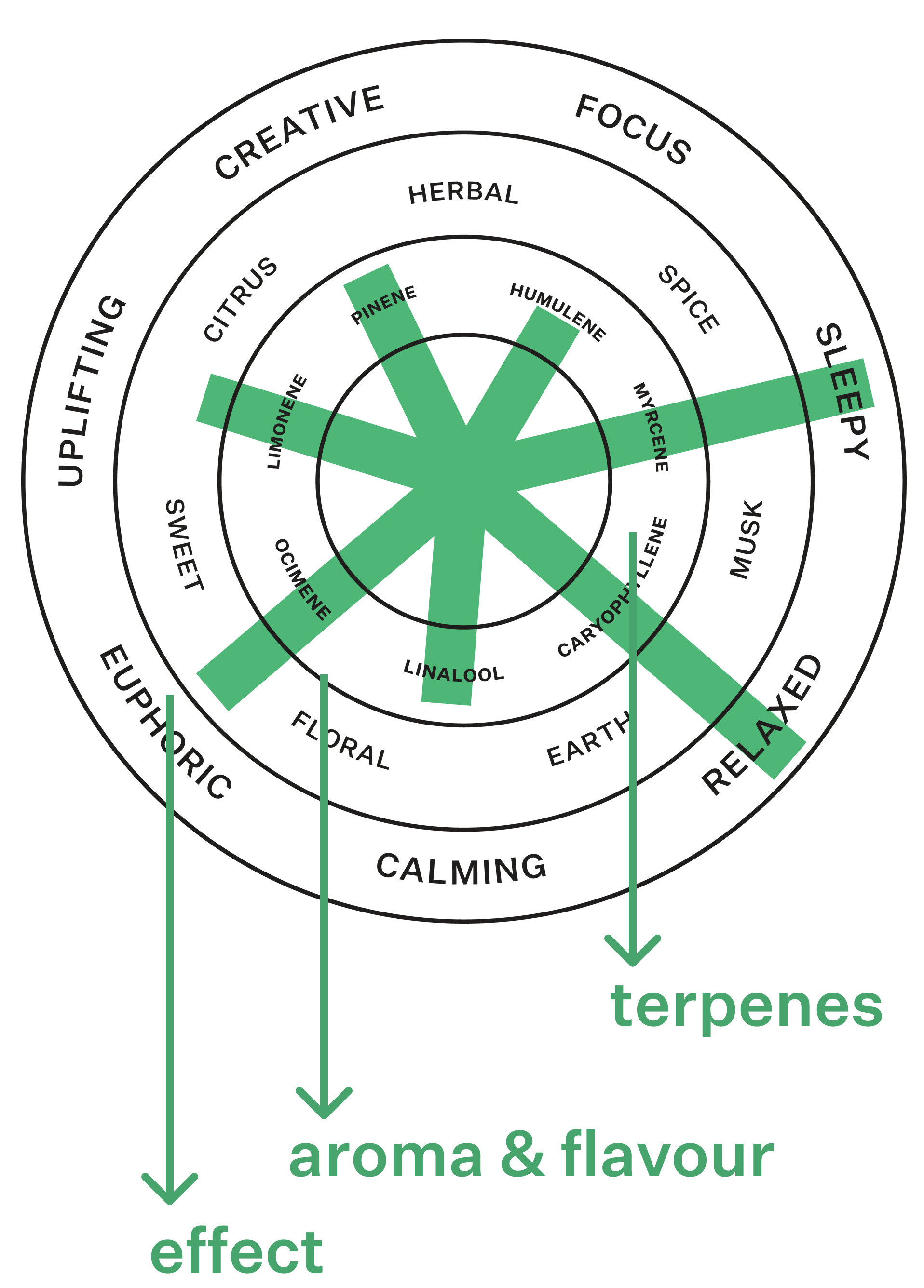 Coterie Brand Terpene Wheel