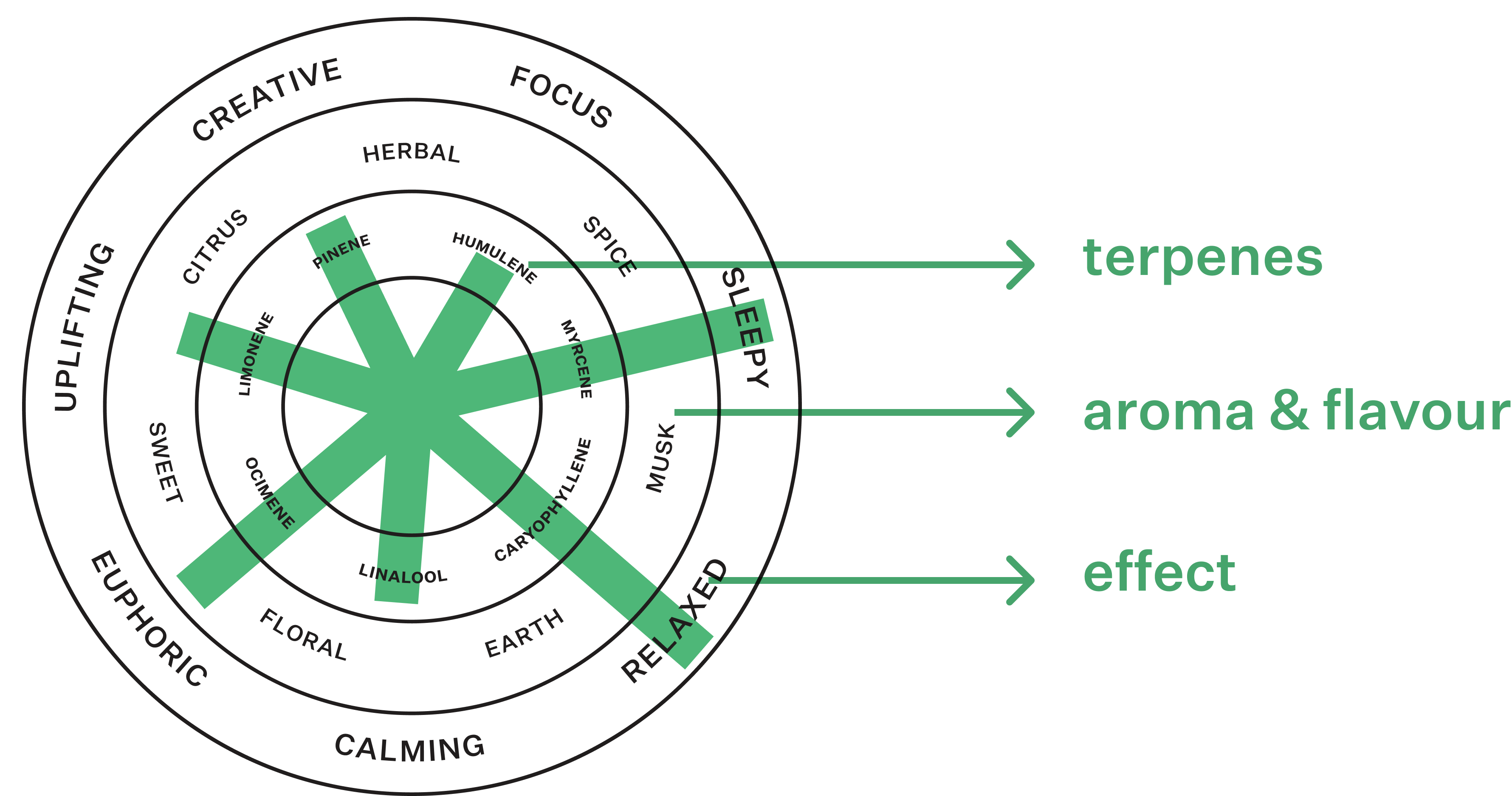 Coterie Brand Terpene Wheel