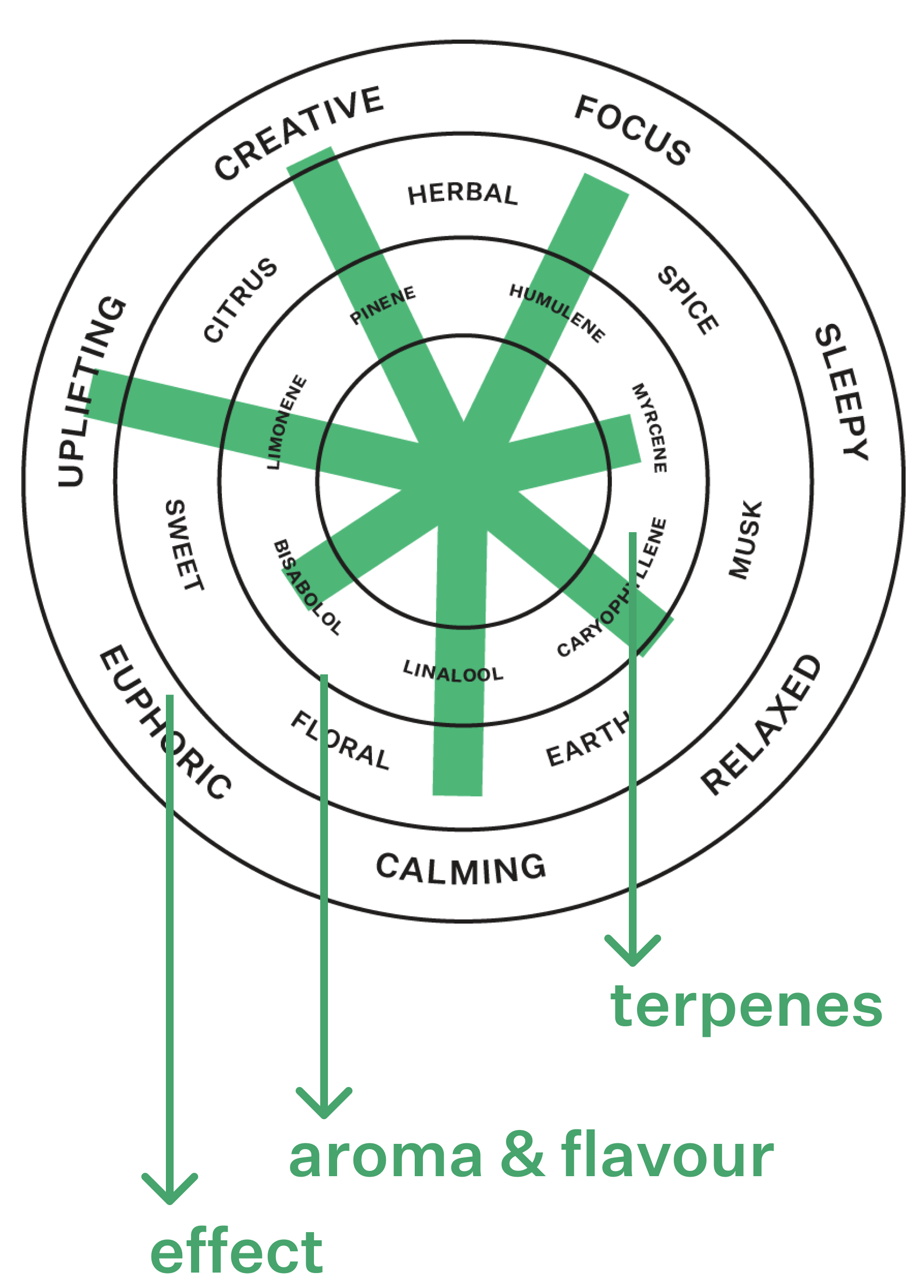 Coterie Brand Terpene Wheel