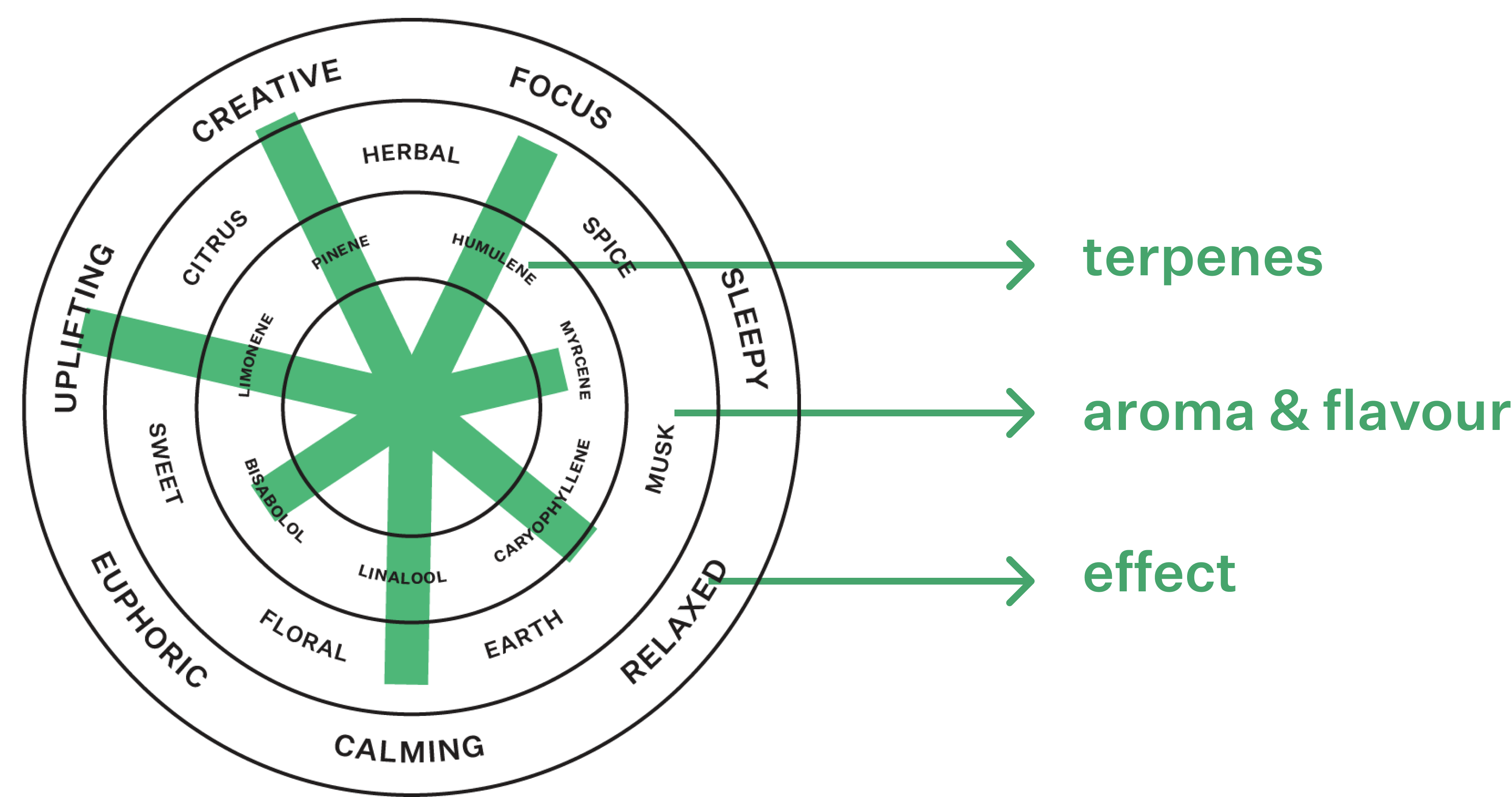 Coterie Brand Terpene Wheel