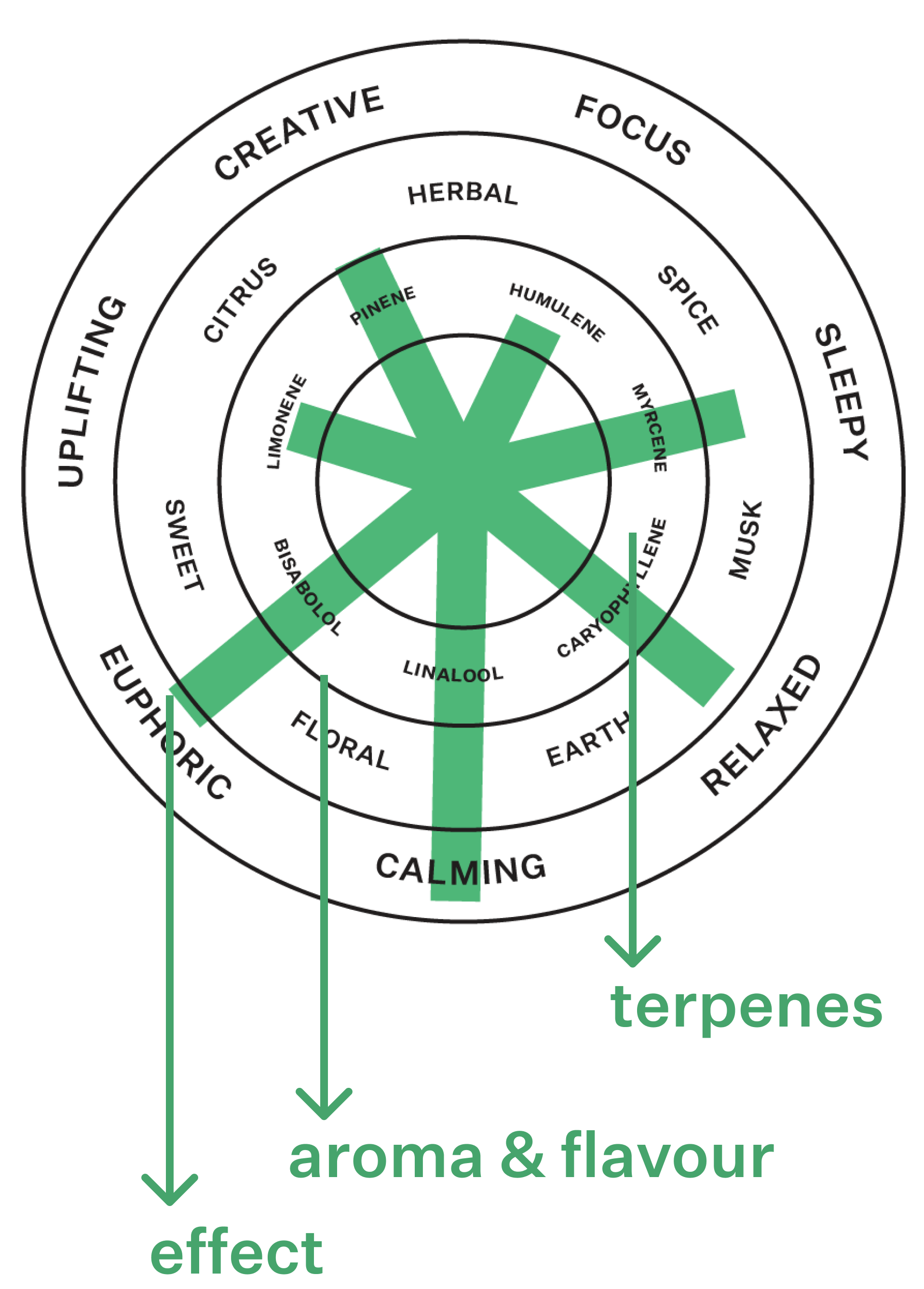 Coterie Brand Terpene Wheel