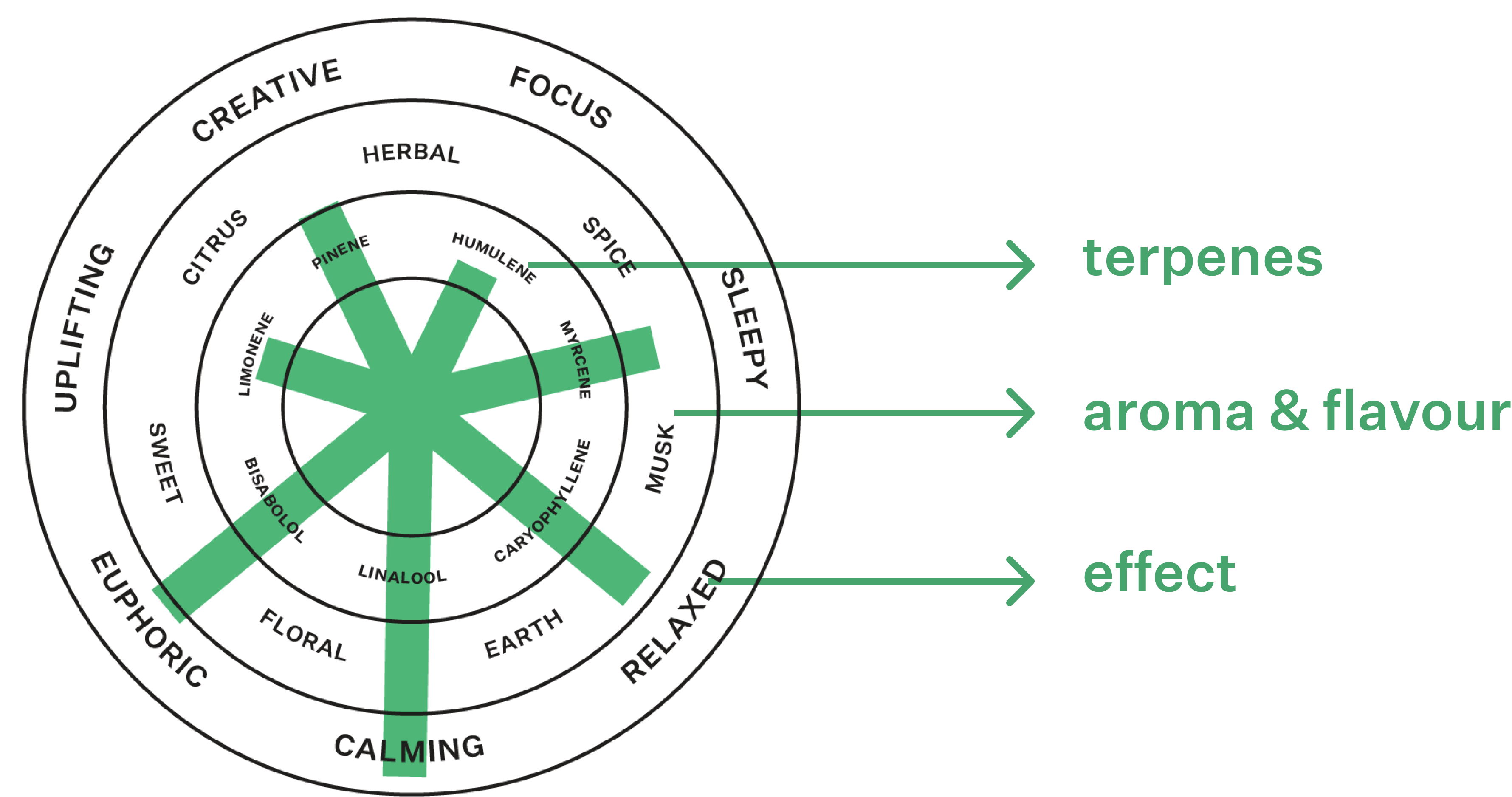 Coterie Brand Terpene Wheel