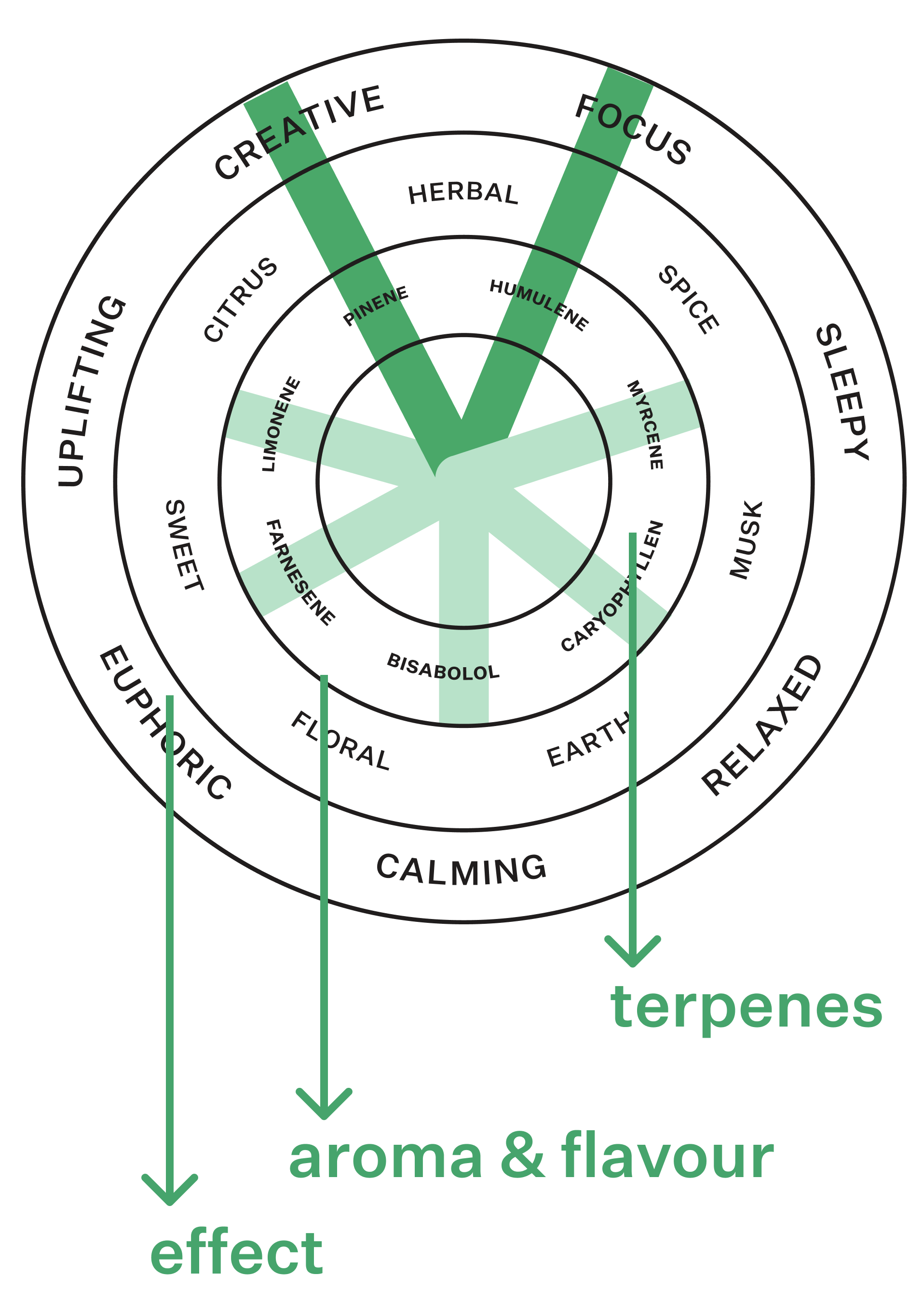 Coterie Brand Terpene Wheel