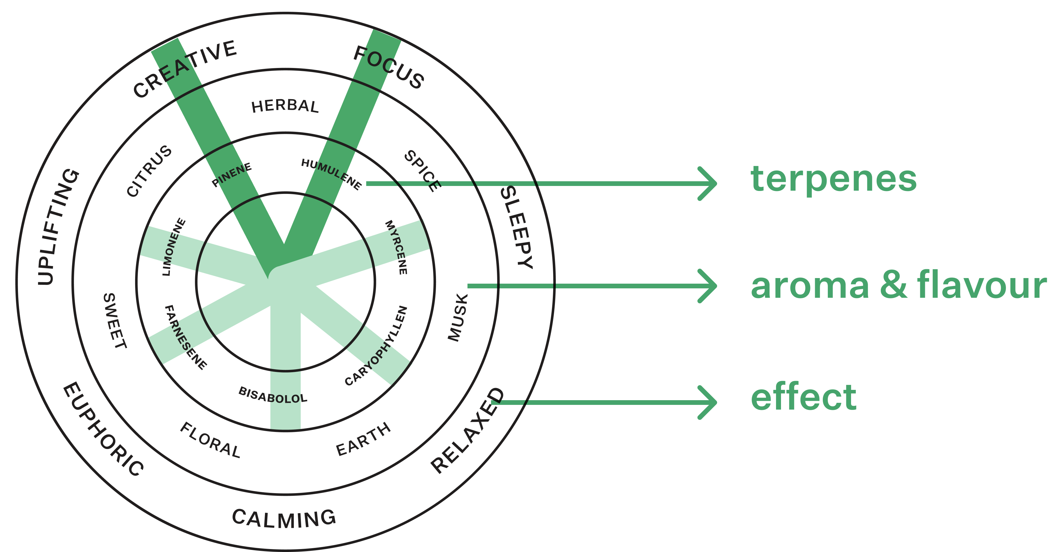 Coterie Brand Terpene Wheel