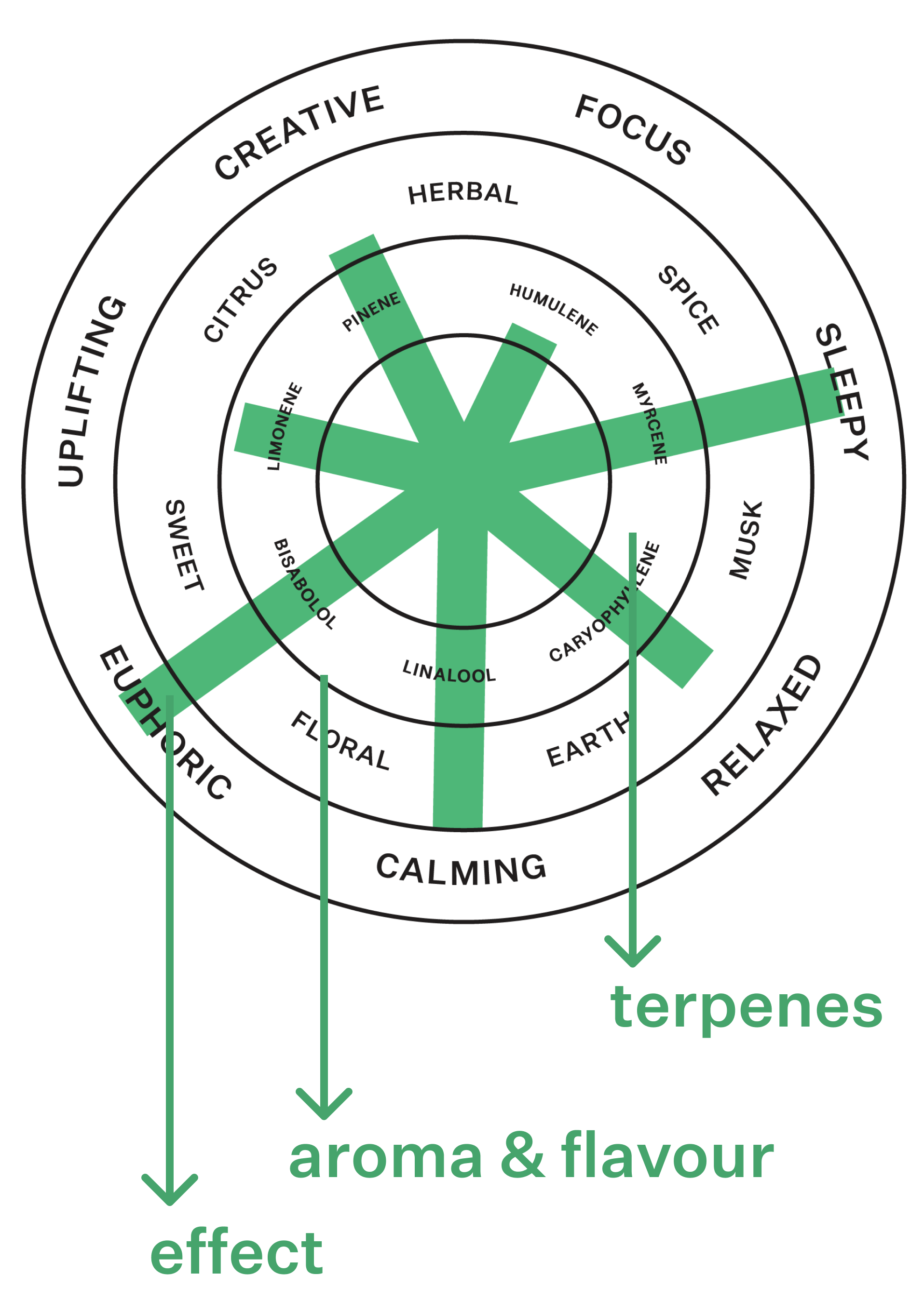 Coterie Brand Terpene Wheel