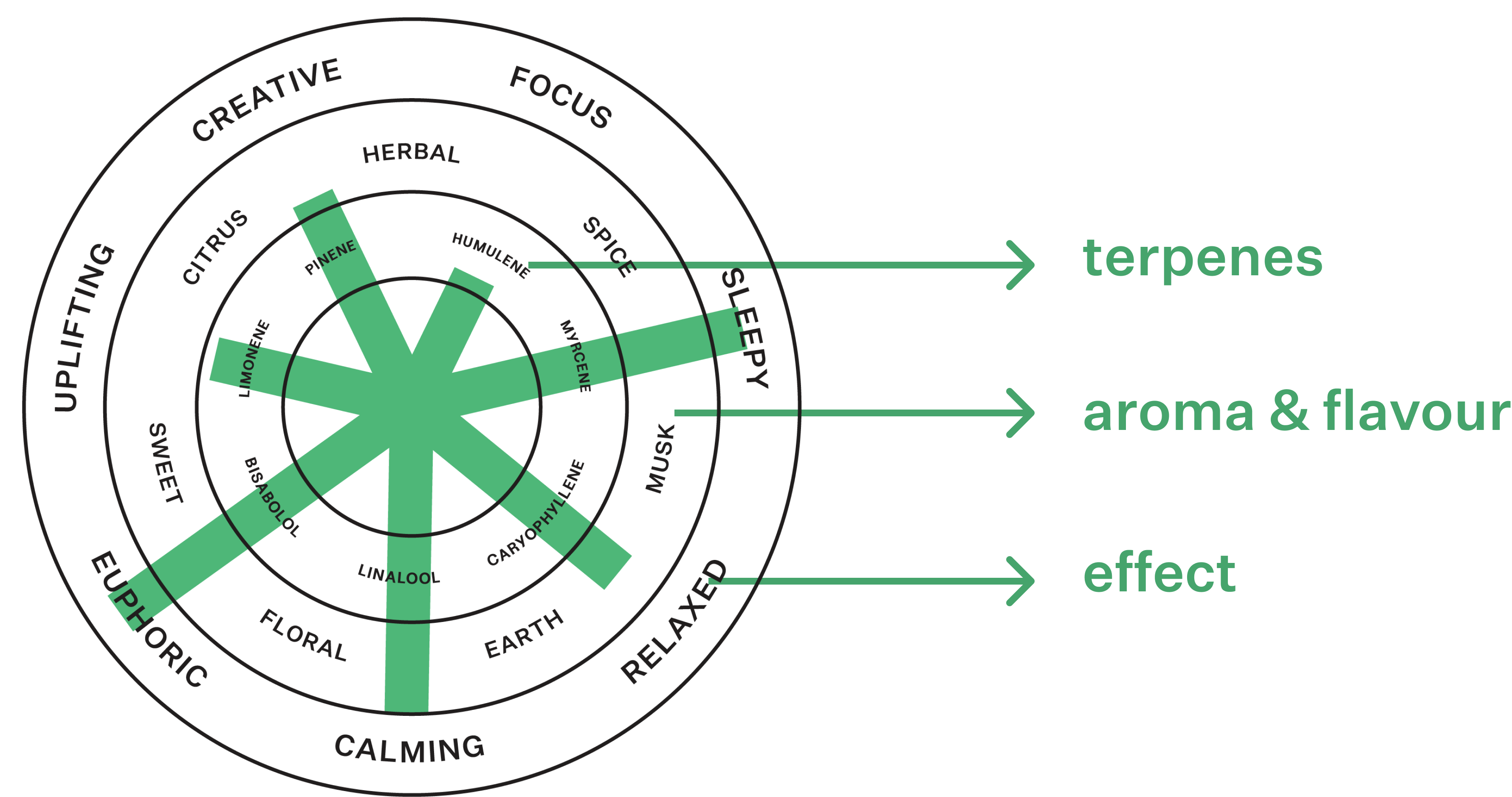 Coterie Brand Terpene Wheel