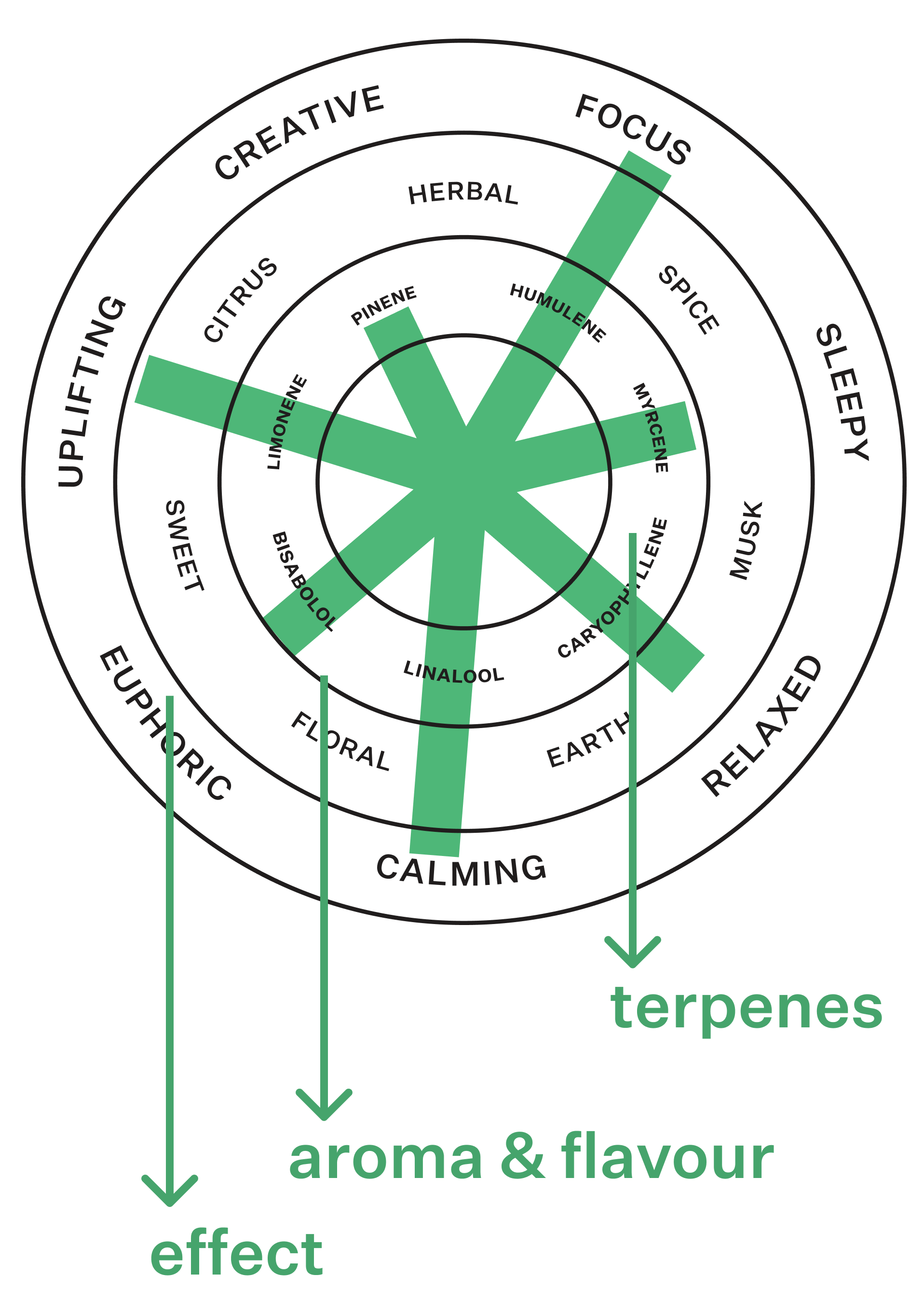 Coterie Brand Terpene Wheel