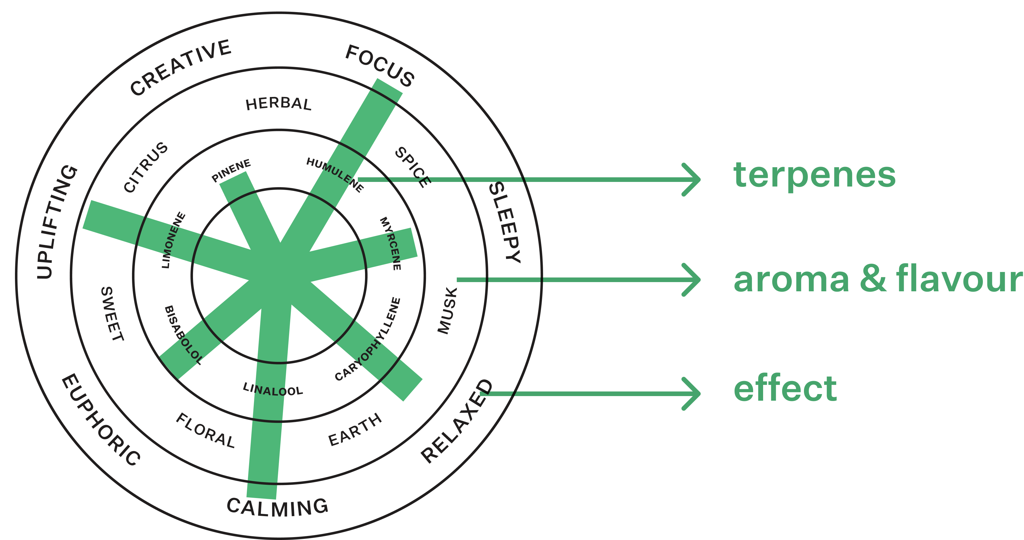 Coterie Brand Terpene Wheel