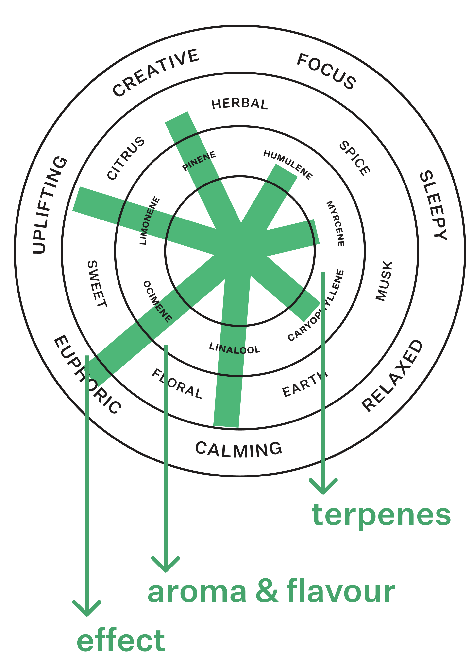 Coterie Brand Terpene Wheel