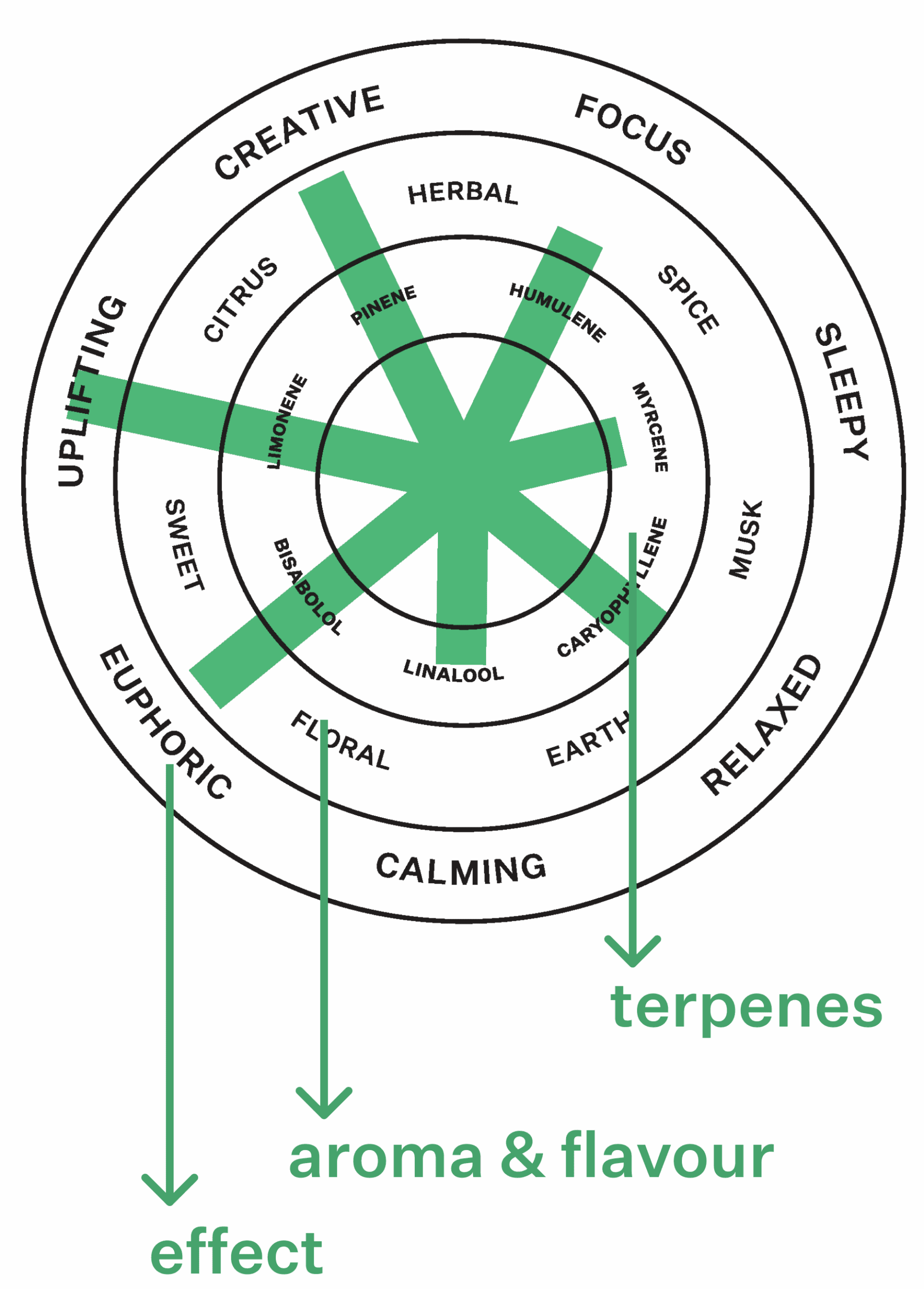 Coterie Brand Terpene Wheel