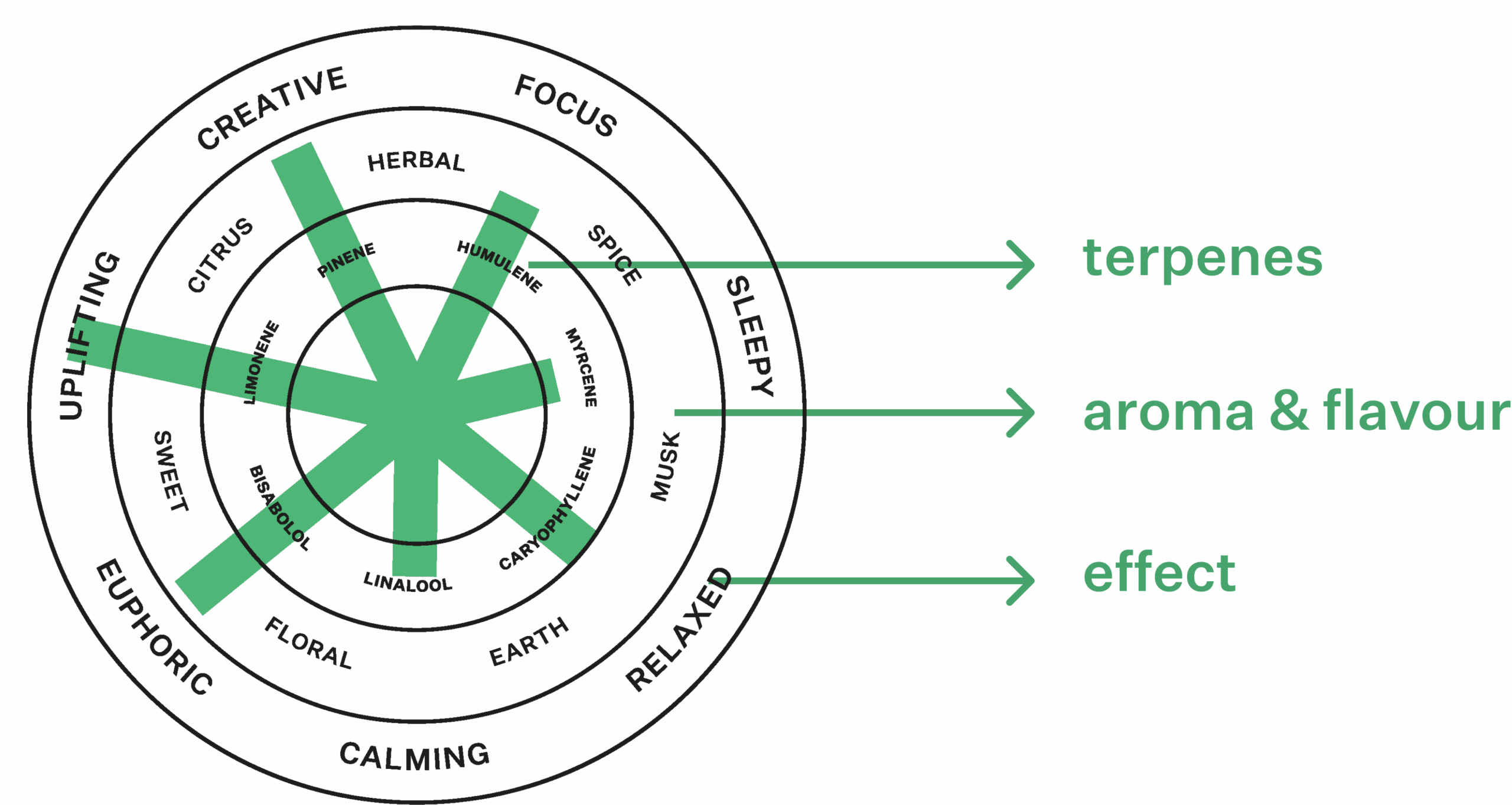 Coterie Brand Terpene Wheel